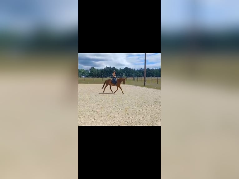 Koń hanowerski Klacz 11 lat 164 cm Ciemnokasztanowata in Gifhorn