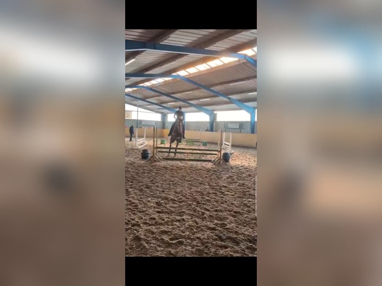 Koń hanowerski Klacz 11 lat 164 cm Ciemnokasztanowata in Gifhorn