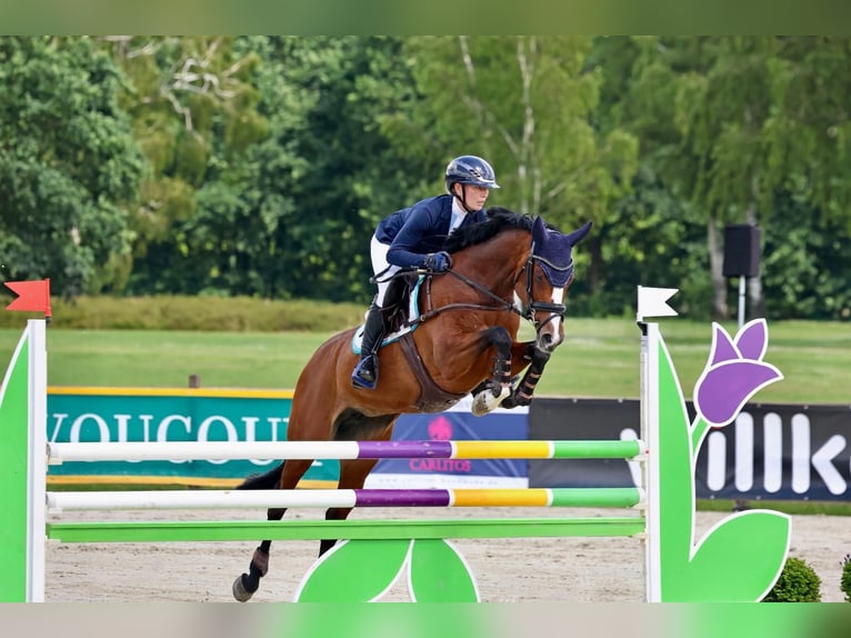 Koń hanowerski Klacz 11 lat 164 cm Gniada in Bretten
