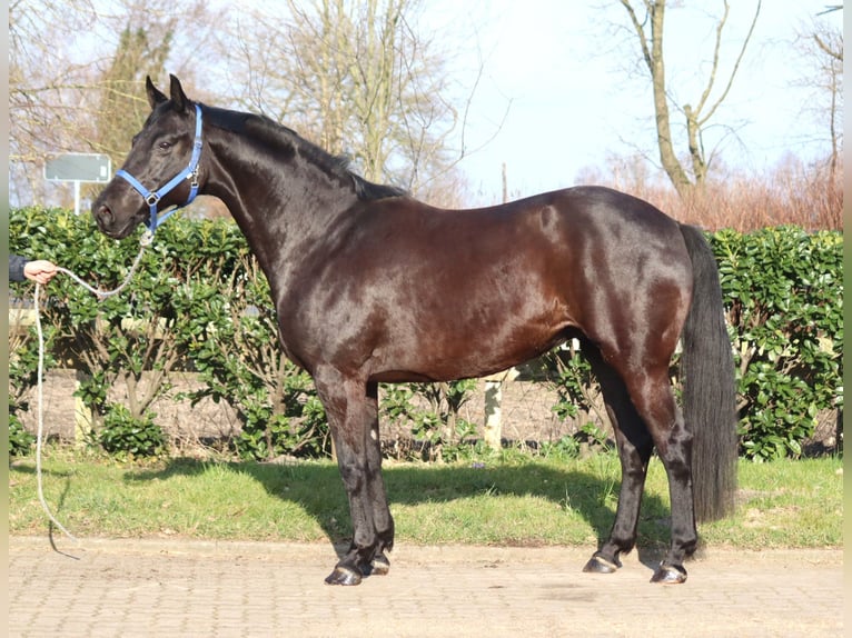 Koń hanowerski Klacz 11 lat 164 cm Kara in Selsingen