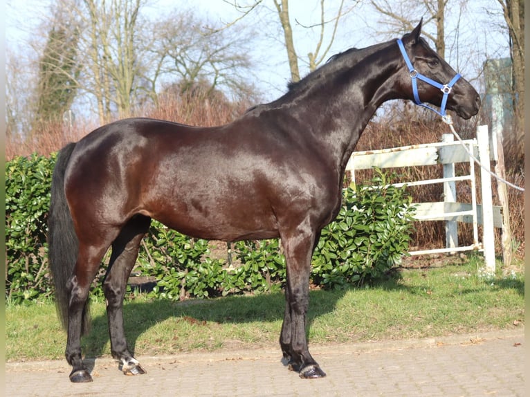 Koń hanowerski Klacz 11 lat 164 cm Kara in Selsingen