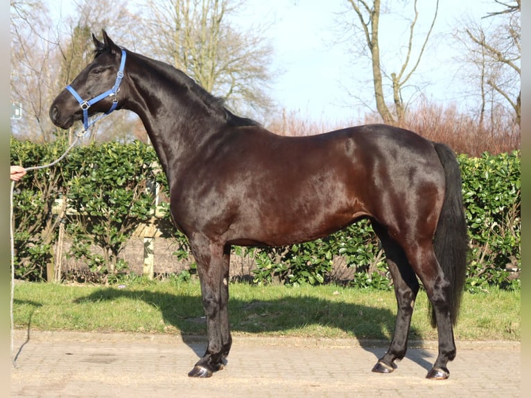 Koń hanowerski Klacz 11 lat 164 cm Kara in Selsingen
