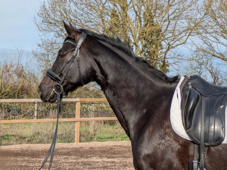 Koń hanowerski Klacz 11 lat 164 cm Kara in Prahecq