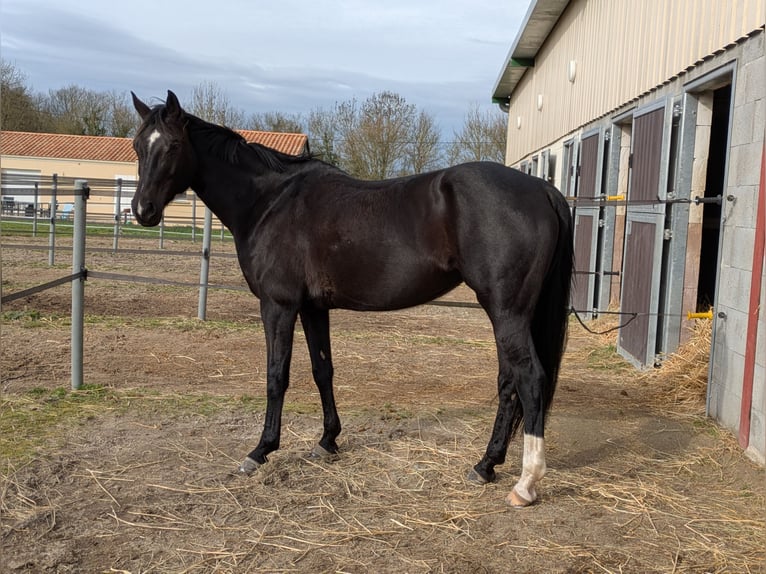 Koń hanowerski Klacz 11 lat 164 cm Kara in Prahecq