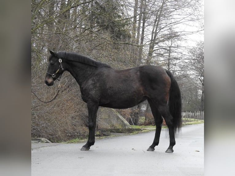 Koń hanowerski Klacz 11 lat 165 cm Ciemnogniada in Verl