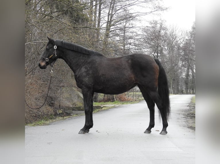 Koń hanowerski Klacz 11 lat 165 cm Ciemnogniada in Verl