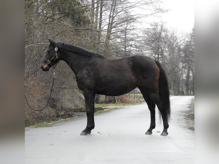 Koń hanowerski Klacz 11 lat 165 cm Ciemnogniada in Verl