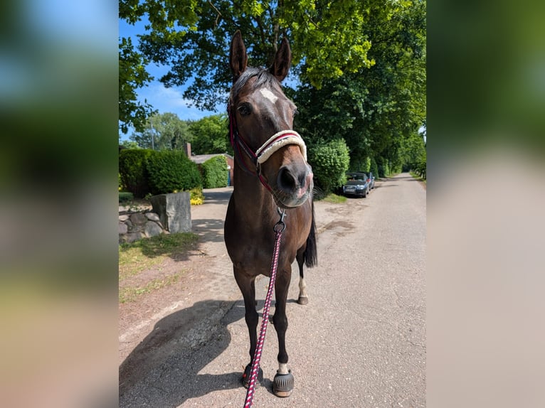 Koń hanowerski Klacz 11 lat 165 cm Ciemnogniada in Witzhave
