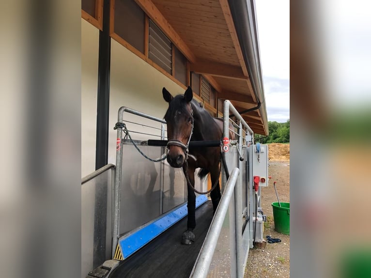 Koń hanowerski Klacz 11 lat 165 cm Ciemnogniada in Neuchâtel