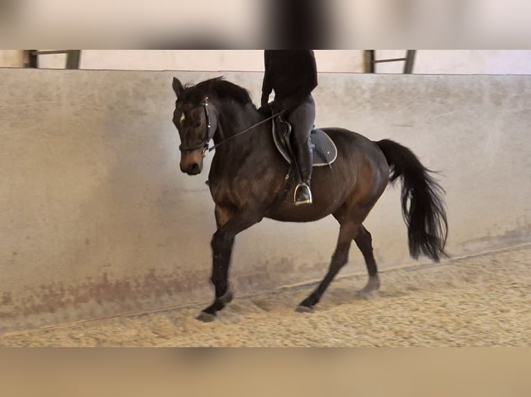 Koń hanowerski Klacz 11 lat 165 cm Gniada in R&#xFC;dersdorf bei Berlin