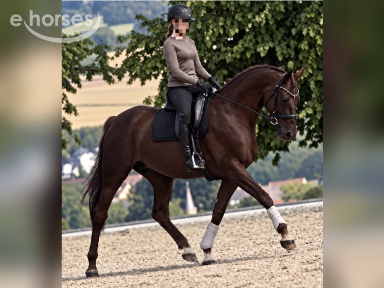 Koń hanowerski Klacz 11 lat 165 cm  in Siegen