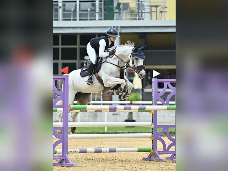 Koń hanowerski Klacz 11 lat 165 cm Siwa in Nürnberg