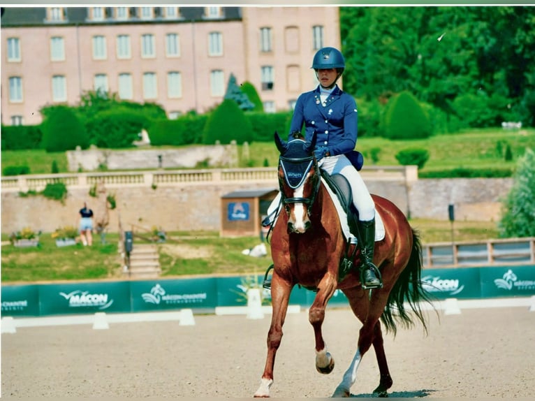 Koń hanowerski Klacz 11 lat 166 cm Gniada in Alpes de Haute Provence