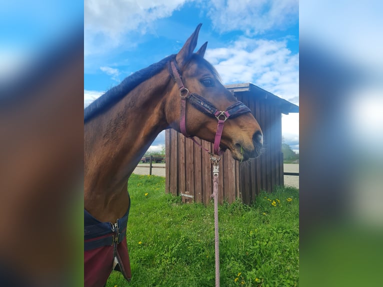 Koń hanowerski Klacz 11 lat 167 cm Ciemnogniada in Ganderkesee