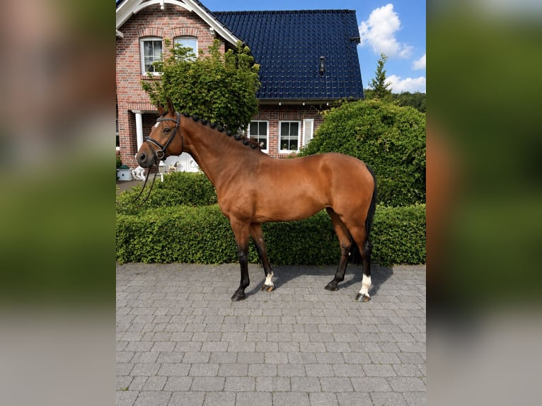 Koń hanowerski Klacz 11 lat 167 cm Gniada in Wächtersbach