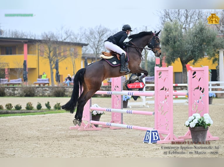 Koń hanowerski Klacz 11 lat 168 cm Ciemnogniada in Padova
