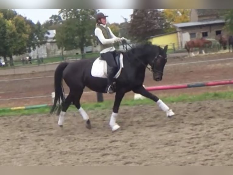 Koń hanowerski Klacz 11 lat 168 cm Ciemnogniada in Berlin