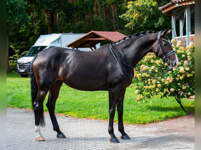 Koń hanowerski Klacz 11 lat 168 cm Ciemnogniada in Niemegk