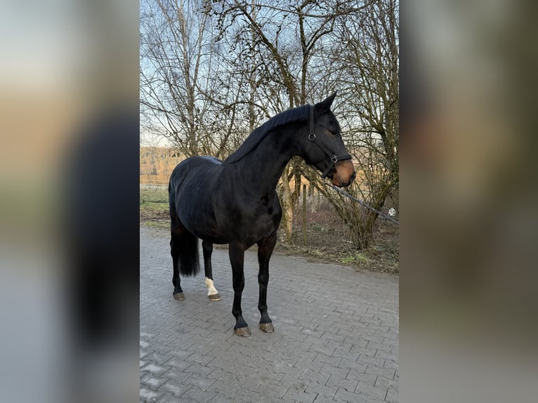 Koń hanowerski Klacz 11 lat 168 cm Gniada in Weil der Stadt