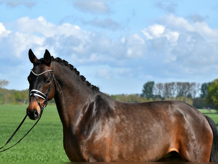 Koń hanowerski Klacz 11 lat 168 cm Gniada in Klötze