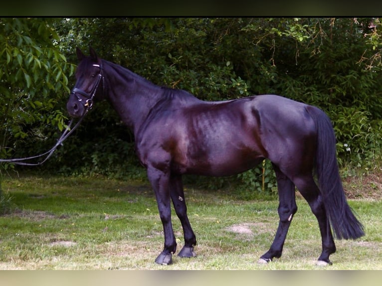 Koń hanowerski Klacz 11 lat 168 cm Kara in Bad Gandersheim