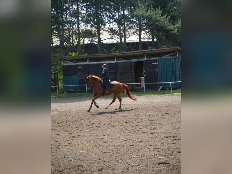 Koń hanowerski Klacz 11 lat 168 cm Kasztanowata in Spall