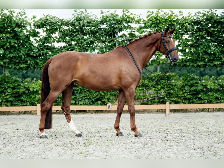 Koń hanowerski Klacz 11 lat 168 cm Kasztanowata in Goch