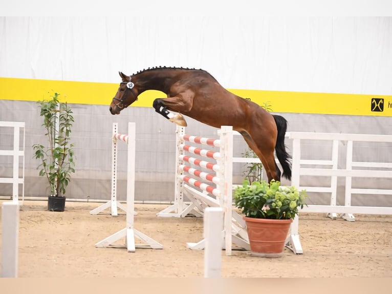 Koń hanowerski Klacz 11 lat 169 cm Gniada in Balge
