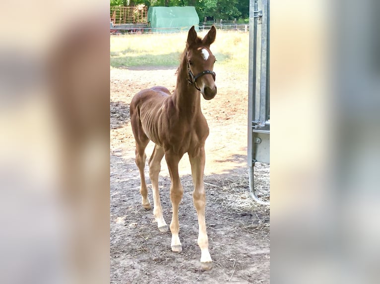 Koń hanowerski Klacz 11 lat 169 cm Kara in Wedemark