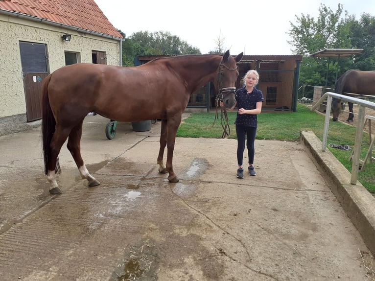 Koń hanowerski Klacz 11 lat 169 cm Kasztanowata in Schachdorf Ströbeck