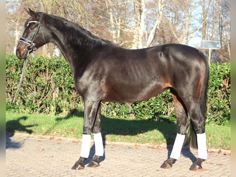 Koń hanowerski Klacz 11 lat 170 cm Ciemnogniada in Selsingen