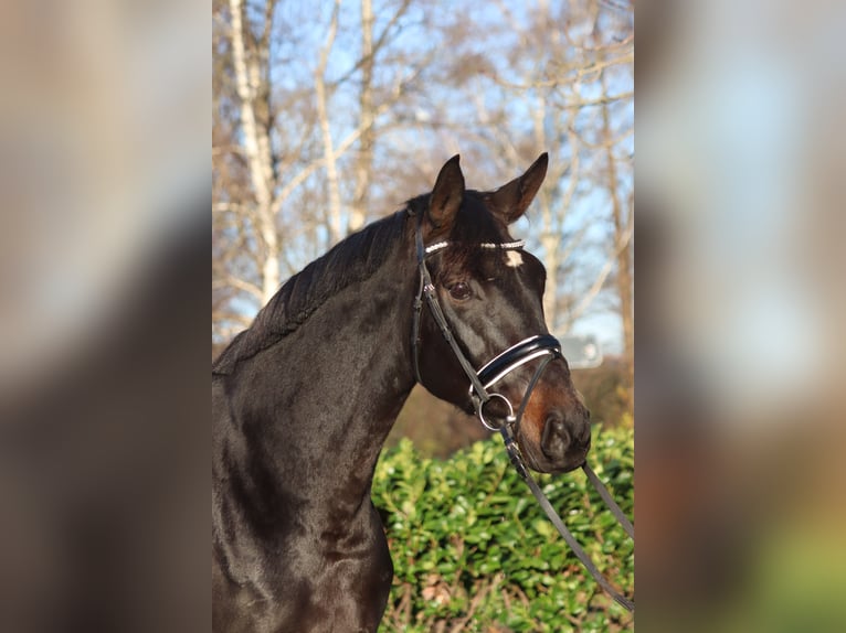 Koń hanowerski Klacz 11 lat 170 cm Ciemnogniada in Selsingen