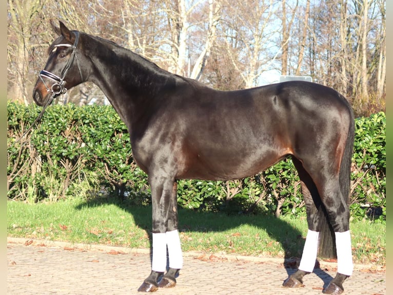 Koń hanowerski Klacz 11 lat 170 cm Ciemnogniada in Selsingen