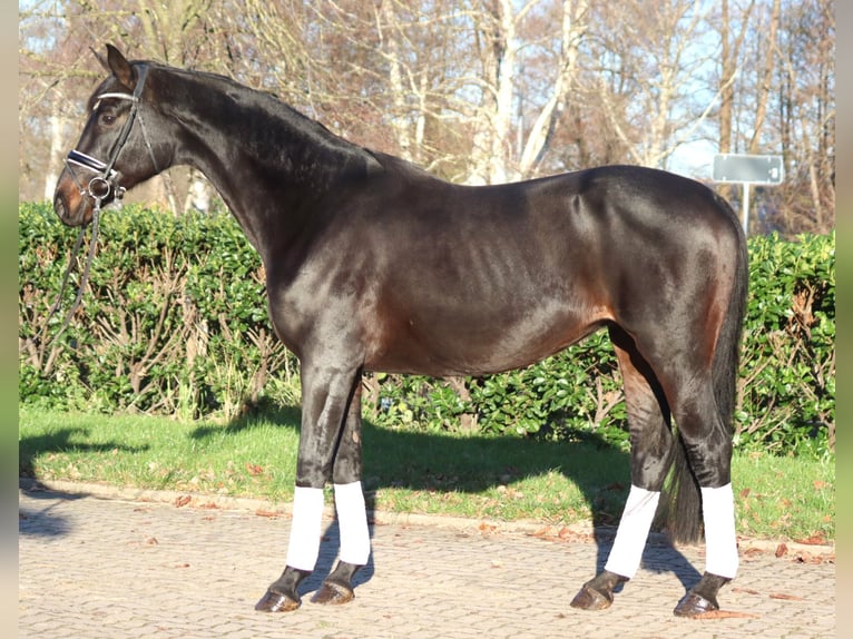 Koń hanowerski Klacz 11 lat 170 cm Ciemnogniada in Selsingen