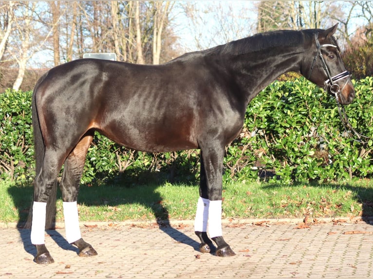 Koń hanowerski Klacz 11 lat 170 cm Ciemnogniada in Selsingen