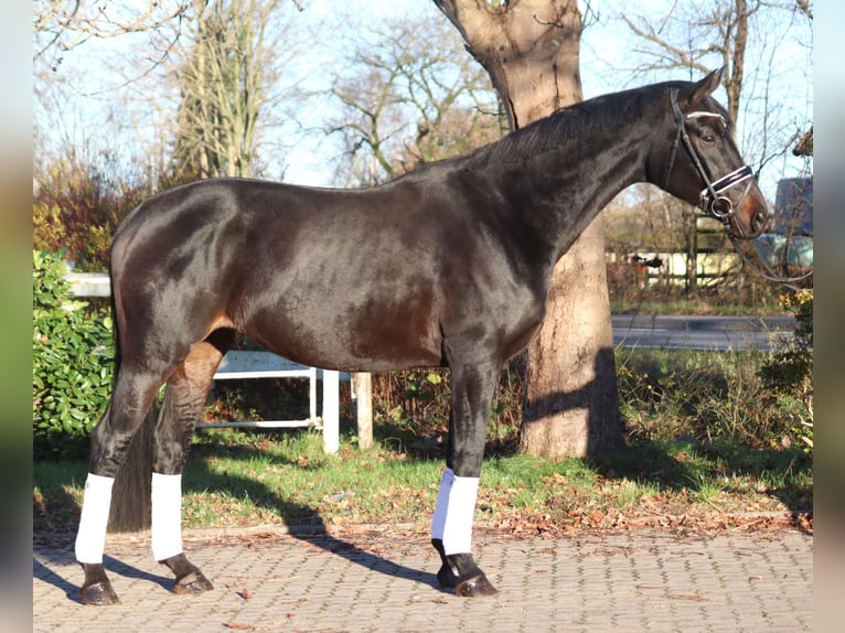 Koń hanowerski Klacz 11 lat 170 cm Ciemnogniada in Selsingen