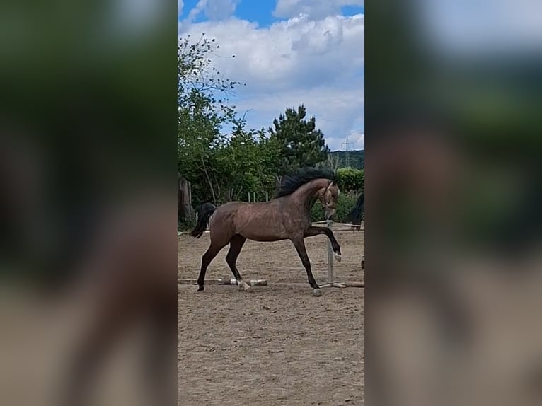 Koń hanowerski Klacz 11 lat 170 cm Gniada in Wachtberg