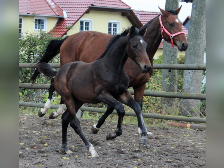 Koń hanowerski Klacz 11 lat 170 cm Gniada in Korbach
