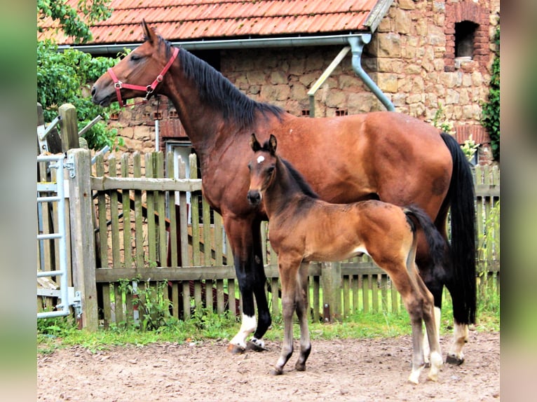 Koń hanowerski Klacz 11 lat 170 cm Gniada in Korbach