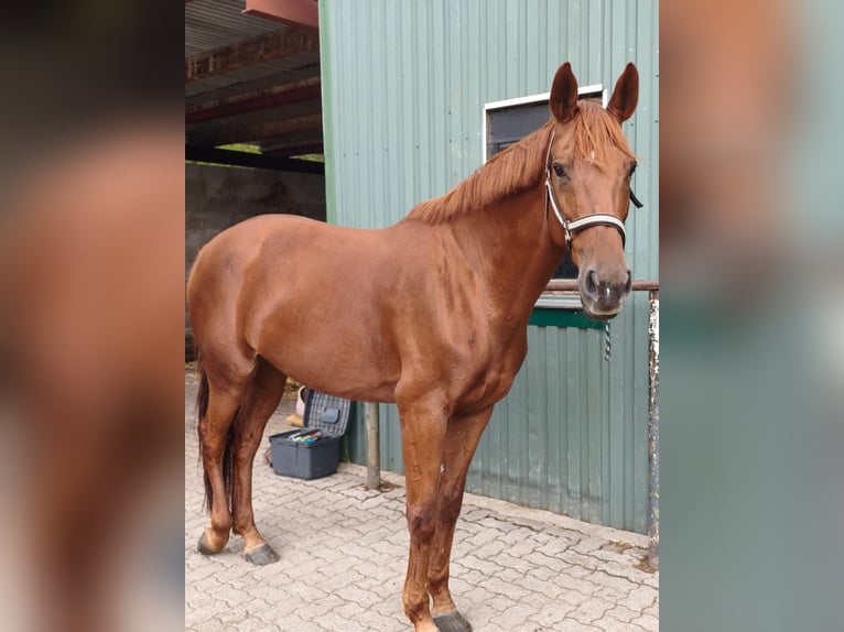 Koń hanowerski Klacz 11 lat 171 cm Kasztanowata in Badendorf / Lübeck