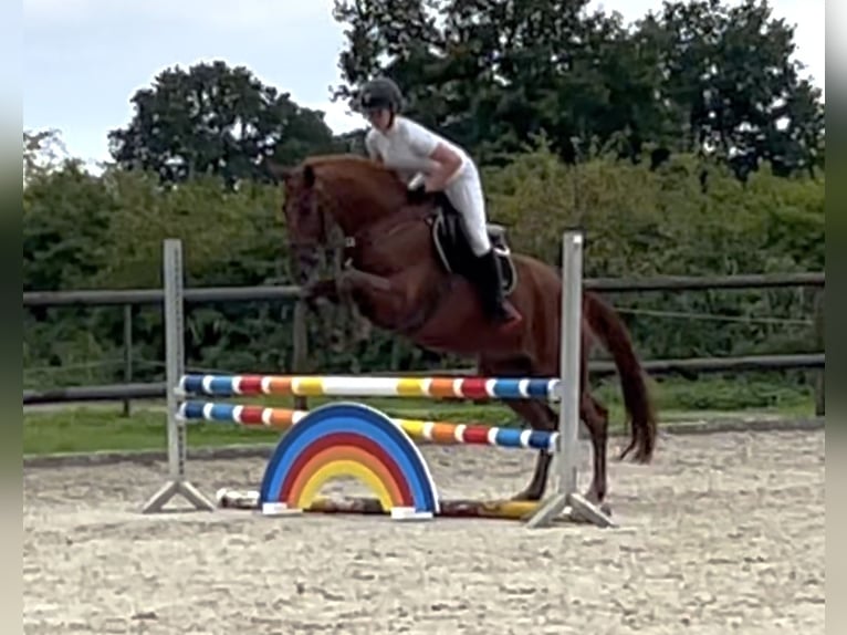 Koń hanowerski Klacz 11 lat 171 cm Kasztanowata in Badendorf / Lübeck