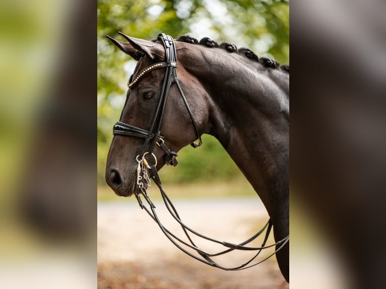 Koń hanowerski Klacz 11 lat 172 cm Ciemnogniada in Bippen