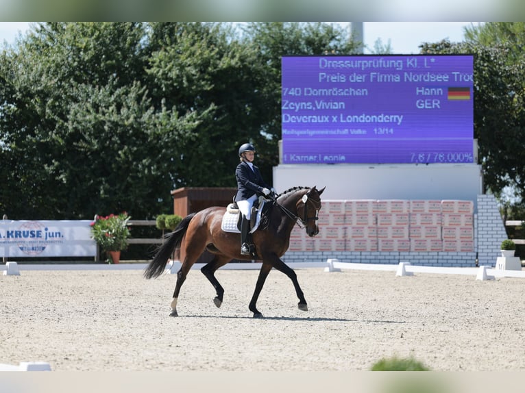 Koń hanowerski Klacz 11 lat 173 cm Ciemnogniada in Hemmingstedt