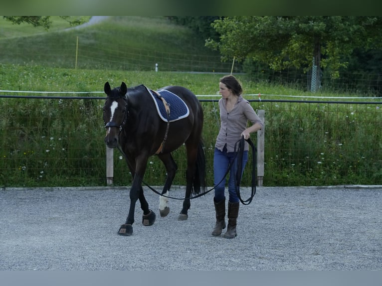 Koń hanowerski Klacz 11 lat 173 cm Ciemnogniada in Stockach