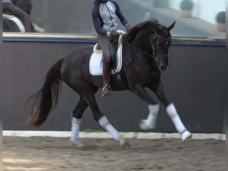 Koń hanowerski Klacz 11 lat 173 cm Ciemnokasztanowata in Eiterfeld