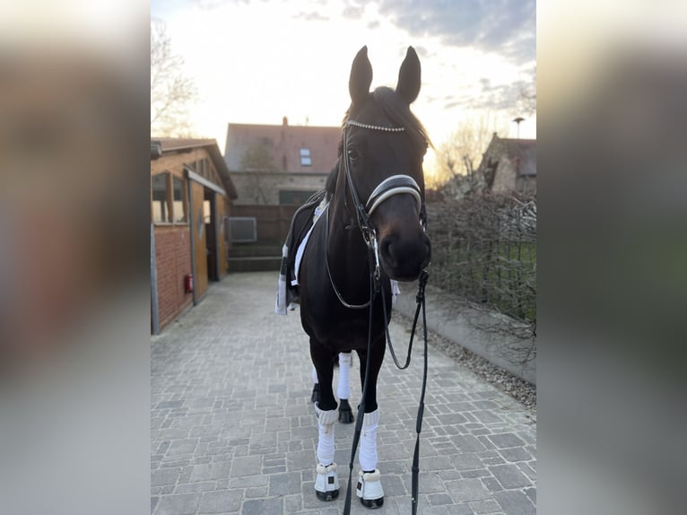 Koń hanowerski Klacz 11 lat 173 cm Skarogniada in Stahnsdorf