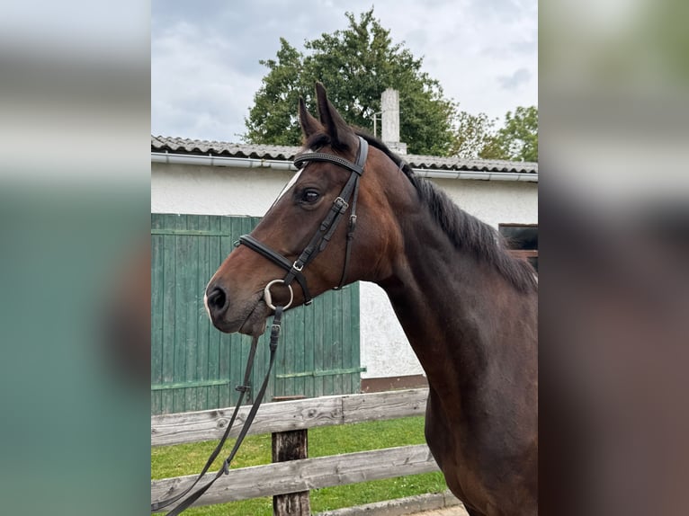 Koń hanowerski Klacz 11 lat 174 cm Ciemnogniada in Grevesm&#xFC;hlen
