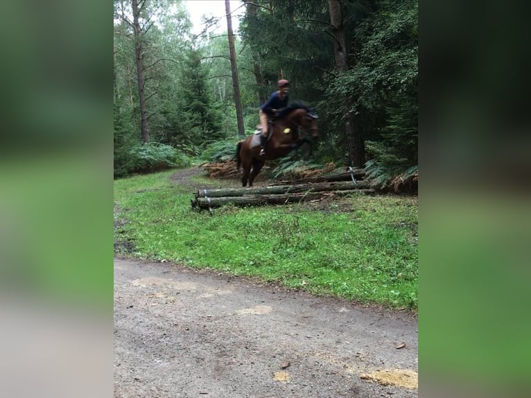 Koń hanowerski Klacz 11 lat 174 cm Gniada in Oerlinghausen