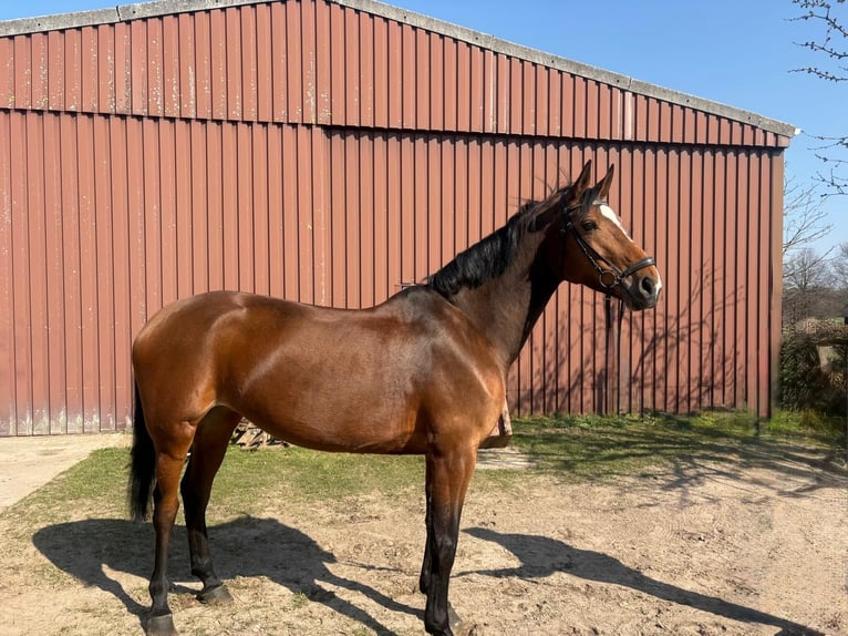 Koń hanowerski Klacz 11 lat 174 cm Gniada in Langwedel