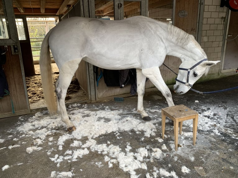 Koń hanowerski Klacz 11 lat 174 cm Siwa in Spreitenbach